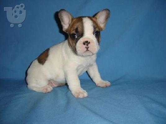 PoulaTo: πανέμορφο όμορφος γαλλικά μπουλντόγκ κουτάβια